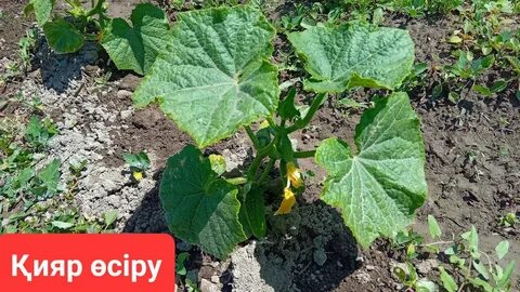 Уфаның жалаңаш суреттері