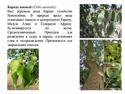 Южное дерево семейства ильмовых кроссворд 7