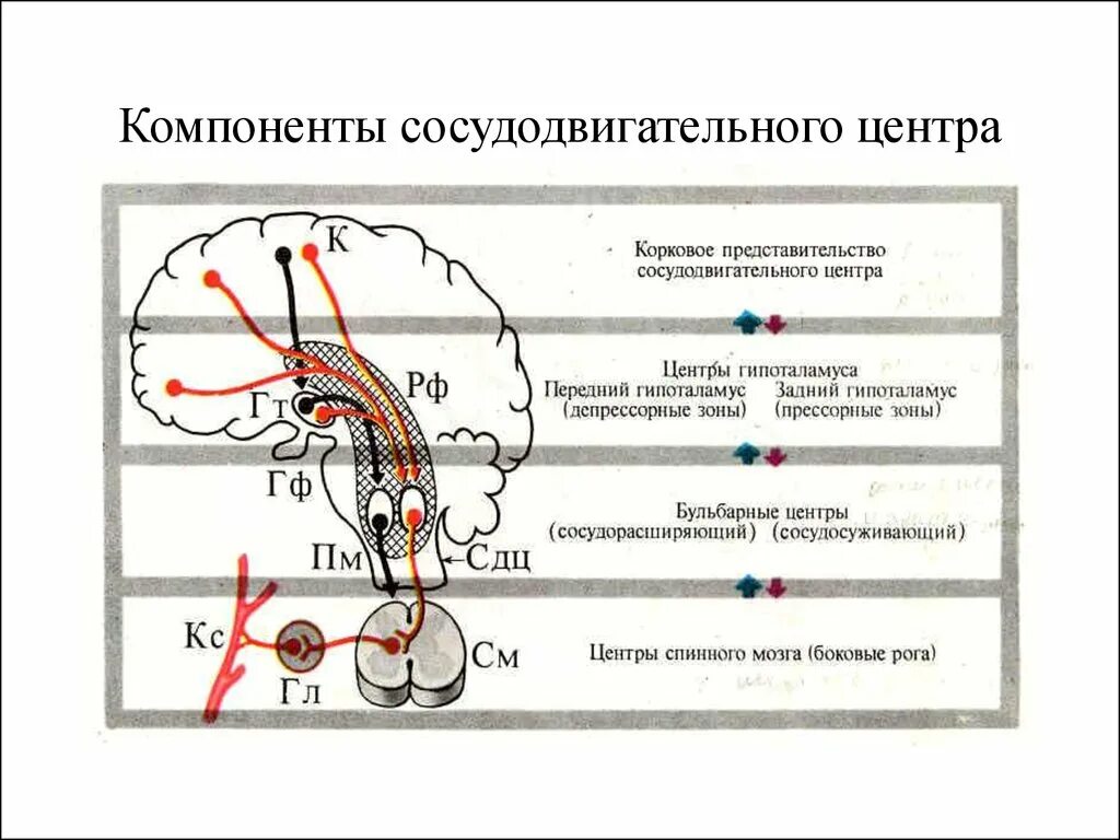 Сосудодвигательный центр регуляция. Схема нервной регуляции сосудистого тонуса. Сосудодвигательный центр в спинном мозге. Вазомоторный центр регуляции ад. Центр безусловно рефлекторной регуляции кровяного