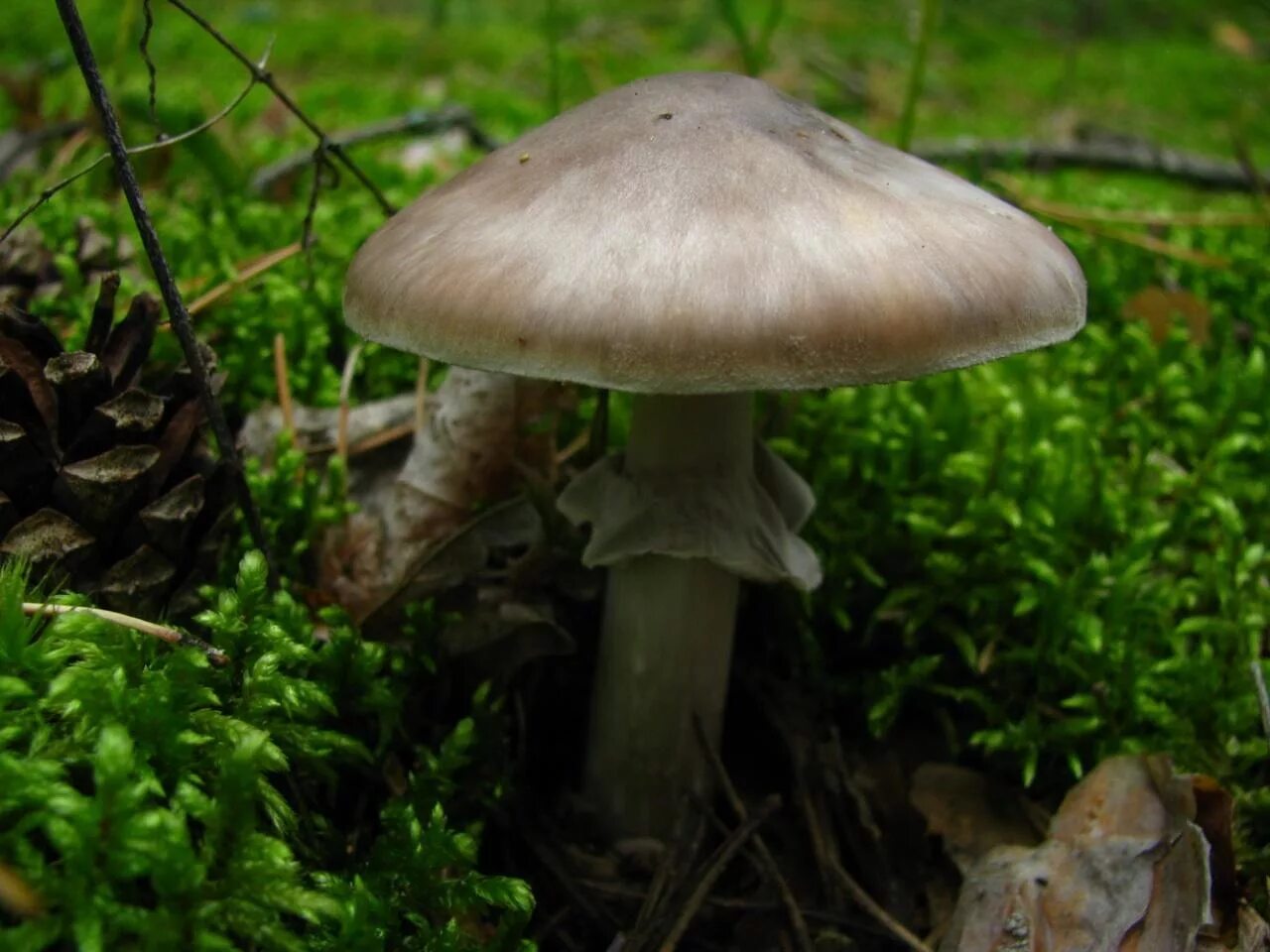 Мухомор порфировый Amanita Porphyria. Черная поганка гриб. Серая поганка гриб. Поганки Ленинградской области. Растение поганка