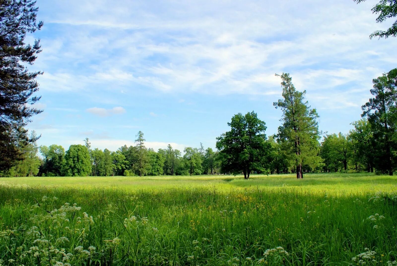 На лесной опушке. 3 опушка. На опушке. Лес вдали. Лесная поляна ярославская область.