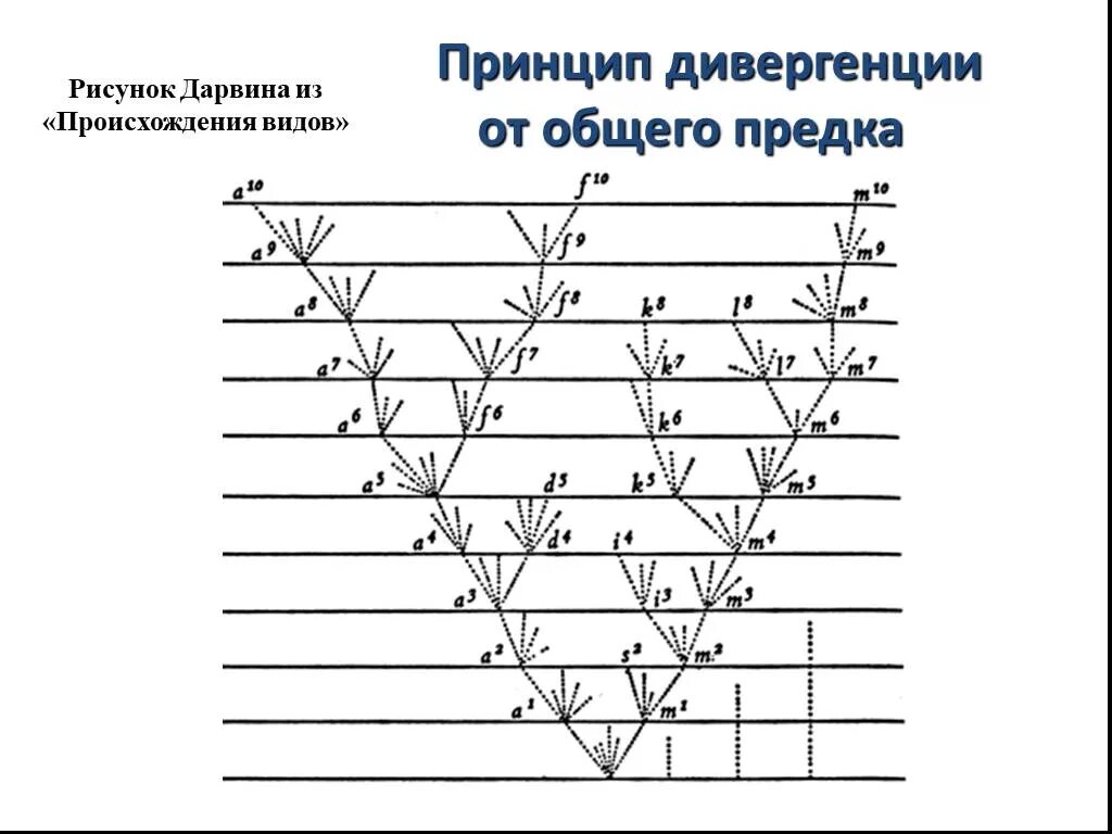 Движущая сила дивергенции. Схема дивергенции по Дарвину. Дивергенция схема эволюции. Схема дивергентной эволюции по ч.Дарвину. Принцип дивергенции Дарвина.