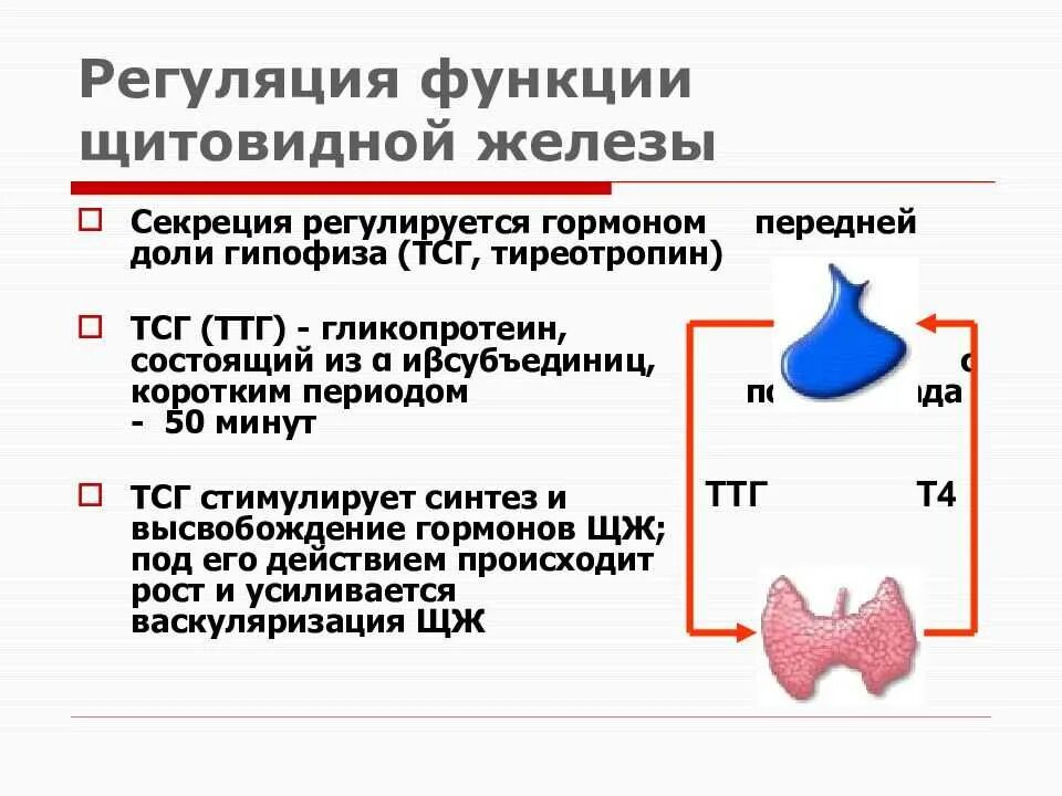 Регуляция тиреотропного гормона. Клетки мишени тиреотропного гормона. Регуляция синтеза тиреотропного гормона. Тиреотропный гормон регуляция секреции. Гипофункция тиреотропного гормона