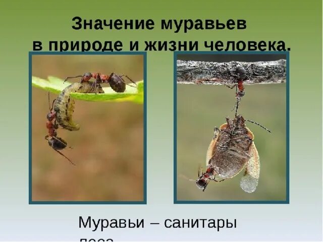 Муравей значение. Роль муравьев в природе и жизни человека. значение муравьёв. муравьи санитары леса. муравьи в природе и жизни человека.