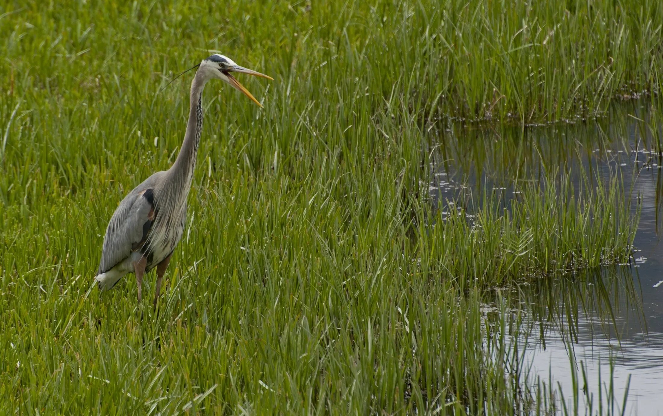 Great Blue Heron птица. Цапля серая Болотная. Индийская Прудовая цапля. Цапля Болотная в Беларуси.