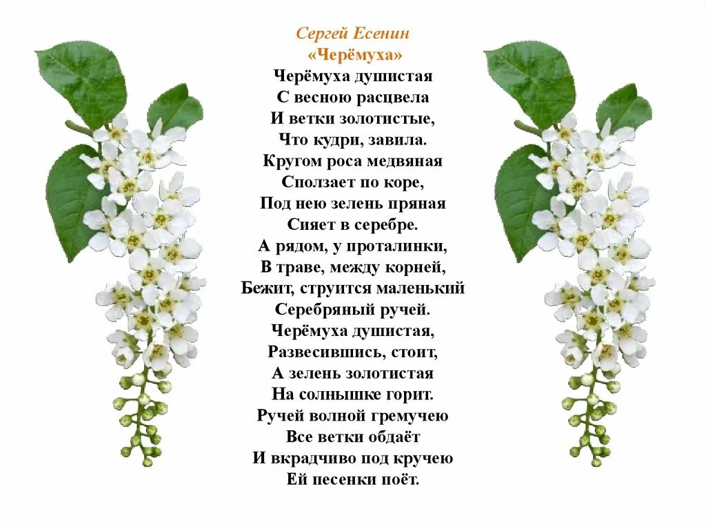 Весной она пахуч зацветала. Серге Александрович Есенин черём. Стих Сергея Александровича Есенина черемуха.