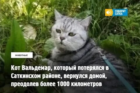 Как вернуть кота