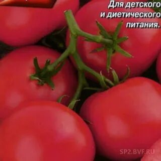 Томат сувенир