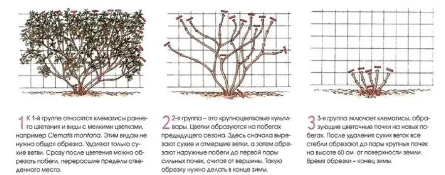 Как правильно укрывать клематисы на зиму? САД В ЮЖНОЙ СТЕПИ. Хутор Бородкин Дзен