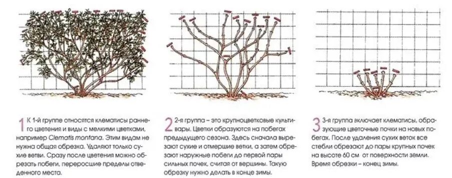 Нужно ли обрезать клематис. Клематис 3 гр обрезки. Клематис 2 группа обрезки. Клематис схема посадки. Схема обрезки клематиса 2 группы.