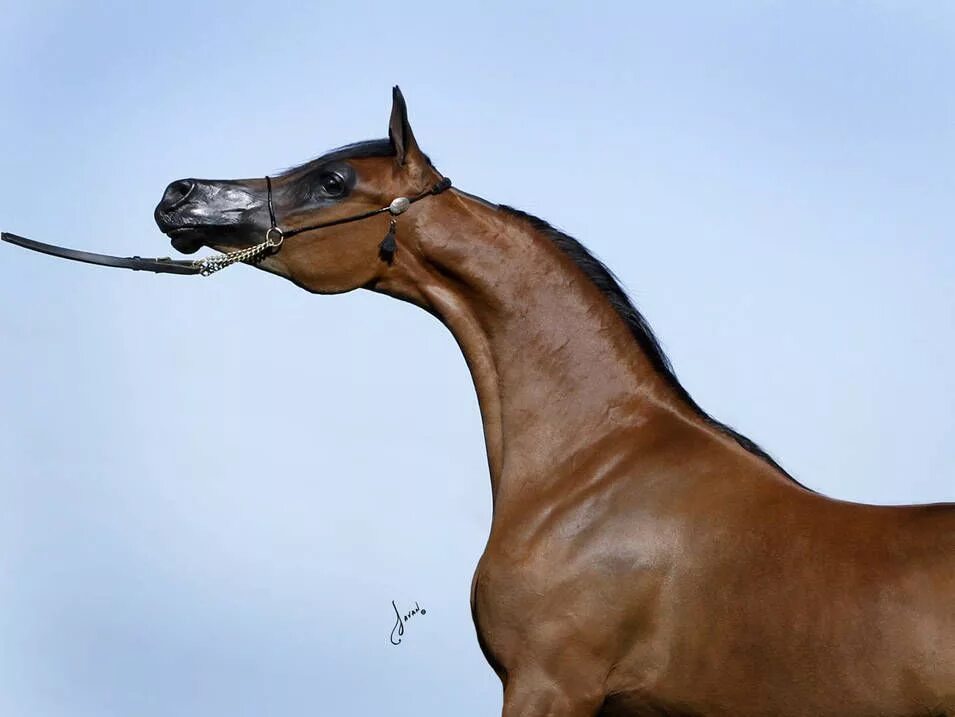 У чистокровной верховой лошади шея тонкая. Арабская лошадь щучий профиль. Арабская лошадь. Шея лошади. Арабский скакун.
