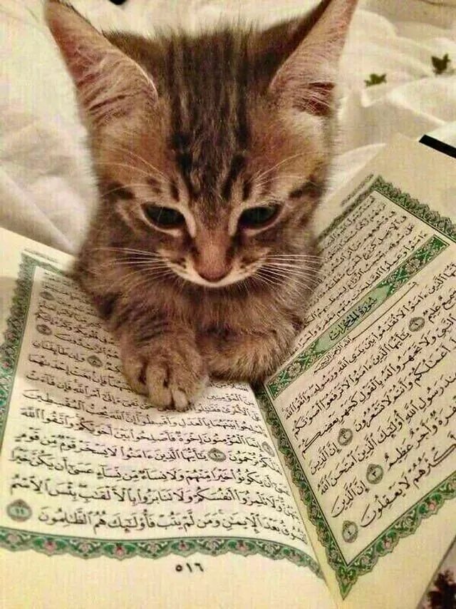 Мусульманский кот. Кошка с Кораном. Котёнок с книжкой. Кот мусульманин.