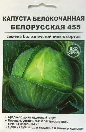 Капуста белорусская 455 характеристика. Капуста белокочанная белорусская 455 описание. Капуста белорусская 455 описание сорта. Капуста белорусская характеристика и описание сорта.