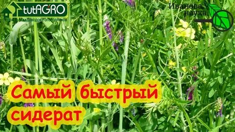 Сколько горчицы надо на 1 сотку земли