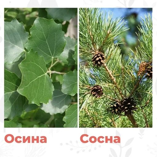 Сосна пихта ольха лиственница. Осина это хвоя. Осина и сосна. Сосна и осина фото. Ель сосна осина.