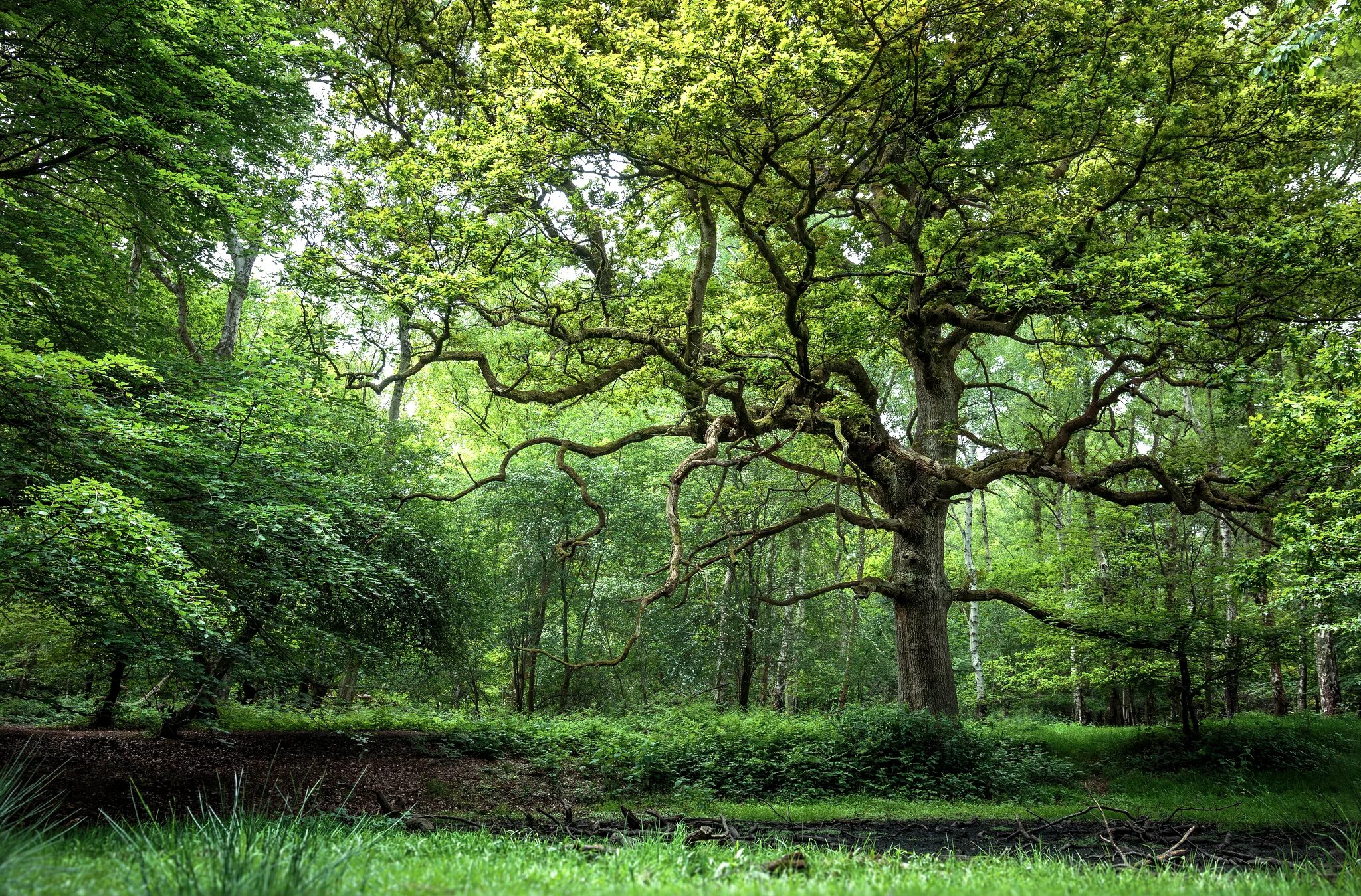 грин гарден дерево. яркое зеленое дерево. салатовое дерево. густые деревья. дерево зеленое.
