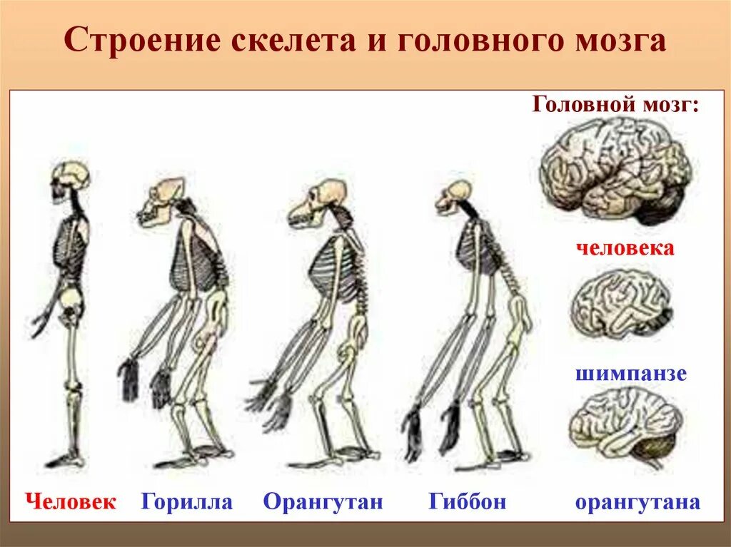 Какой мозг у приматов. Строение скелета. Головной мозг приматов. Скелет шимпанзе и человека. Скелет и головной мозг человека и обезьяны.