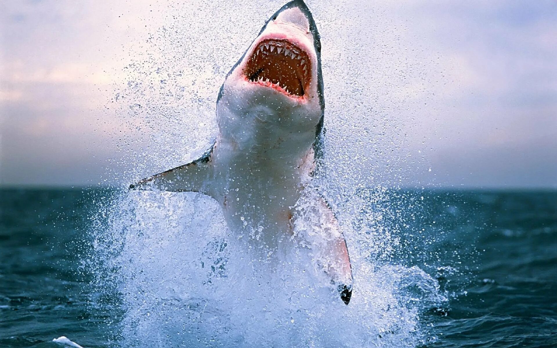 Какую скорость развивает белая акула. Большая белая акула (great White Shark). Белая акула с открытой пастью. Акула выпрыгивает из воды.