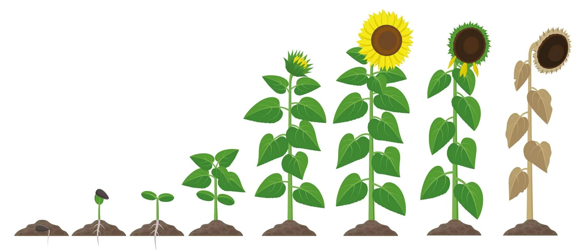 В процессе роста растений происходит выберите. Стадии роста цветка. Этапы роста подсолнечника. Фазы роста подсолнечника. Отросток подсолнуха.