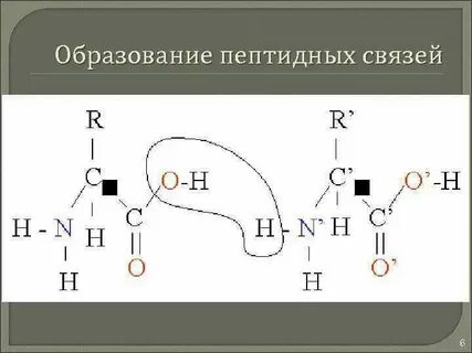 Пептидная связь возникает