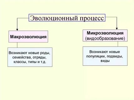 Процесс образования новых видов называется