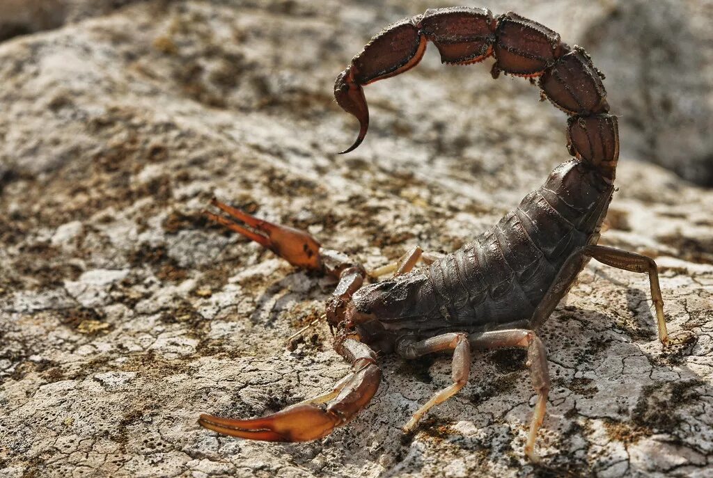 Animals scorpions. Андроктонус толстохвостый. Черный толстохвостый Скорпион. Скорпионы паукообразные.