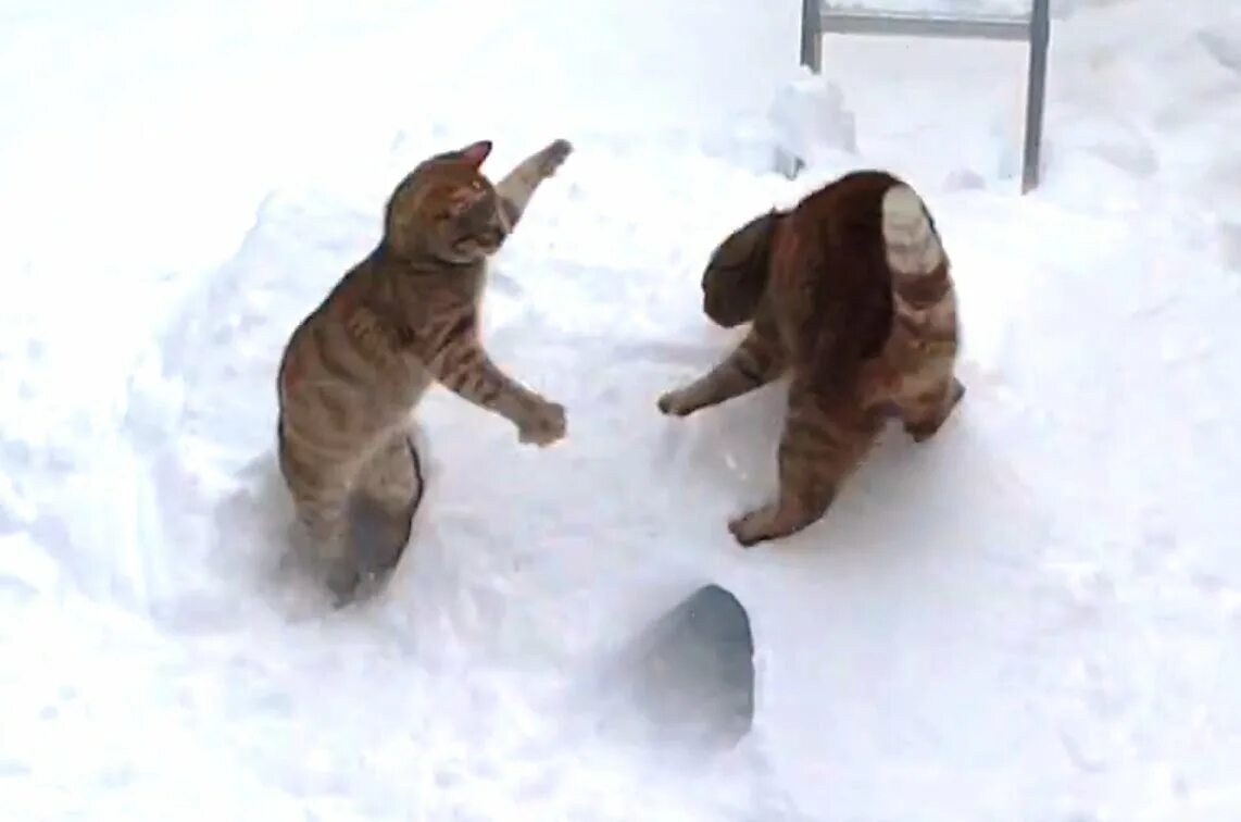 Смешные видео зимой