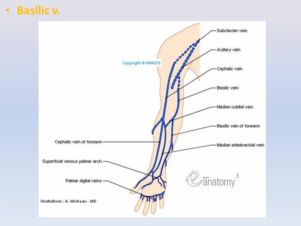 Самая большая вена как называется у человека. Поверхностные вены верхней конечности схема. Вена basilic Vein. Подкожные вены верхней конечности анатомия. Вены верхней конечности анатомия схема.