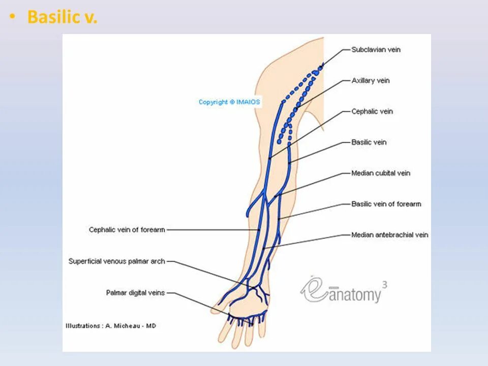 Вены верхней конечности. Поверхностные вены верхней конечности схема. Вена basilic Vein. Вены верхней конечности анатомия. Вены верхней конечности анатомия схема.
