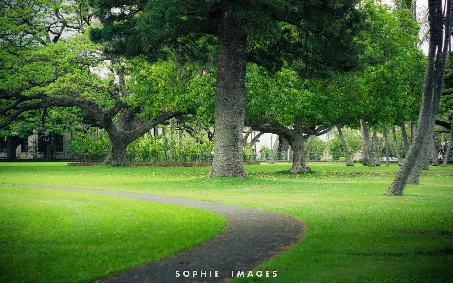 There many old trees in the park