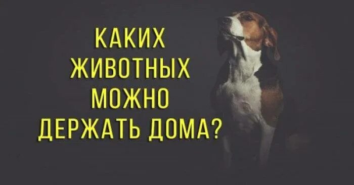 Почему нельзя собак в исламе. Почему мусульманам нельзя держать собаку в доме. собаки грязные животные в исламе. домашние животные в исламе. каких животных можно держать дома мусульманам.