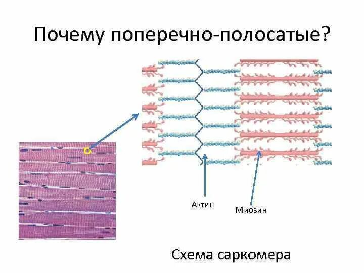 Состоит из клеток имеющих поперечную исчерченность. Мышечная ткань строение саркомера. Сокращение поперечно полосатой мышечной ткани схема. Строение мышц актин. Строение мышечного волокна актин и миозин.