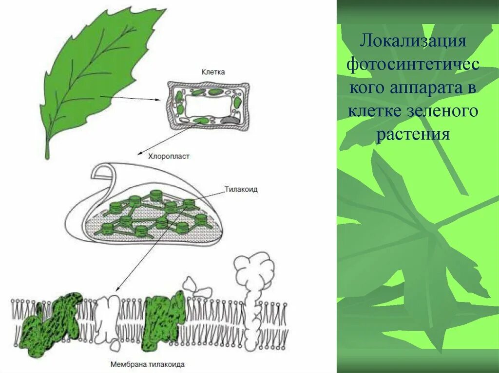 Рисунок фотосинтеза. Фотосинтетический аппарат растений. Схема фотосинтеза у растений. Фотосинтез. Фотосинтетический аппарат растения. Локализация фотосинтетического аппарата.