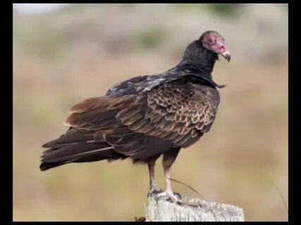 Vultures перевод