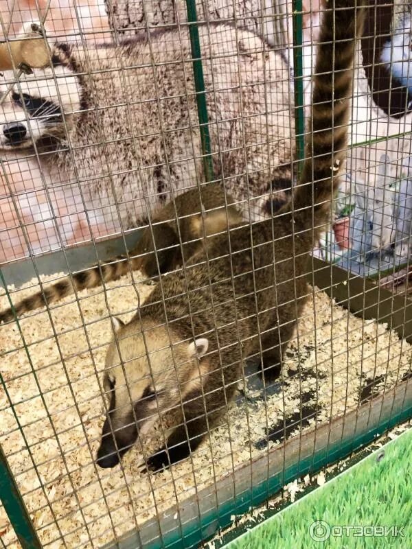 Грин выставка животных. Джуманджи выставка животных. зоопарк в новокузнецке джуманджи. контактная выставка животных. уникальная выставка животных.