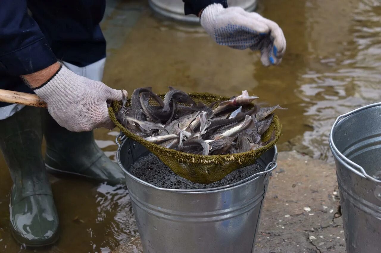 Какая рыба водится в реке оби. Мальки Сибирского осетра. Молодь Сибирского осетра. Рыба Обь-Иртышского бассейна. Осетр в Иртыше.