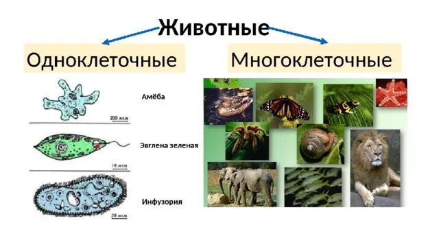 Царство животных одноклеточные и многоклеточные. Царство животные одноклеточные и многоклеточные. Одноклеточные и многоклеточные организмы. Одноклеточные и многоклеточные животные 5 класс.