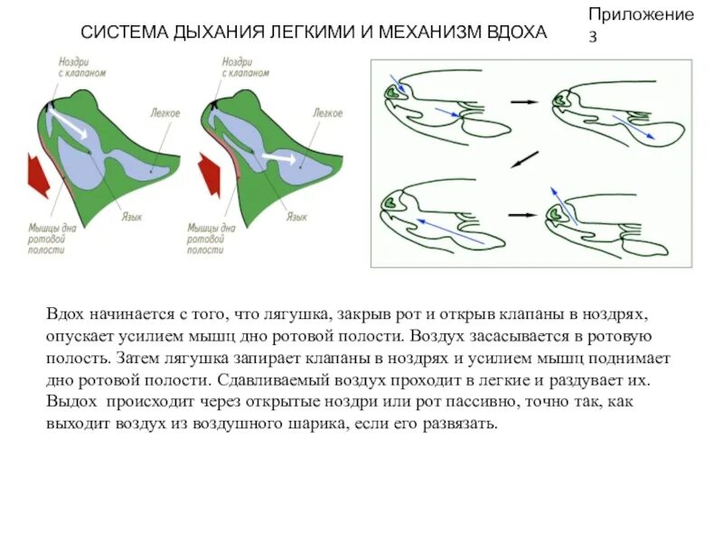 Дыхательная система лягушки схема. Схема механизма дыхания лягушки. Строение дыхательной системы земноводных. Механизм дыхания анфибии. Функции дыхания у взрослых земноводных