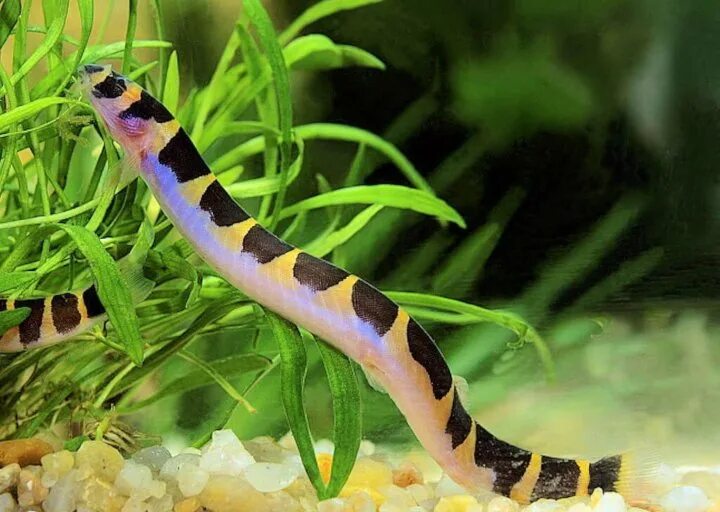 Длинные аквариумные рыбки фото и название Exotic pets #exotic #drawings exotic fish drawings, exotic fish wallpapers, exo.