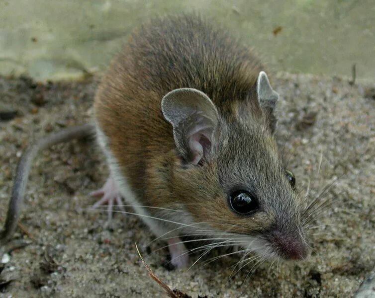 Peromyscus leucopus. Грызуны Европы. Белоногая мышь. Азиатский грызун.