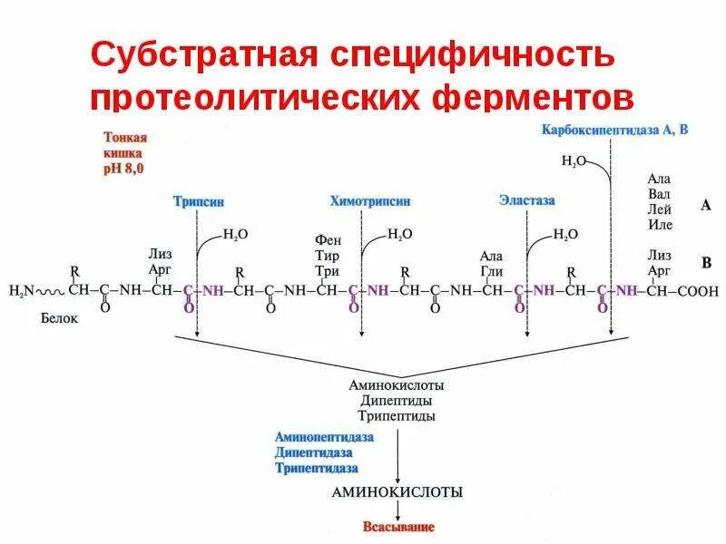 Субстратная специфичность ферментов. Субстратная специфичность протеолитических ферментов. Классификация протеолитических ферментов. Специфичность действия протеолитических ферментов. Свойства протеолитических ферментов биохимия.