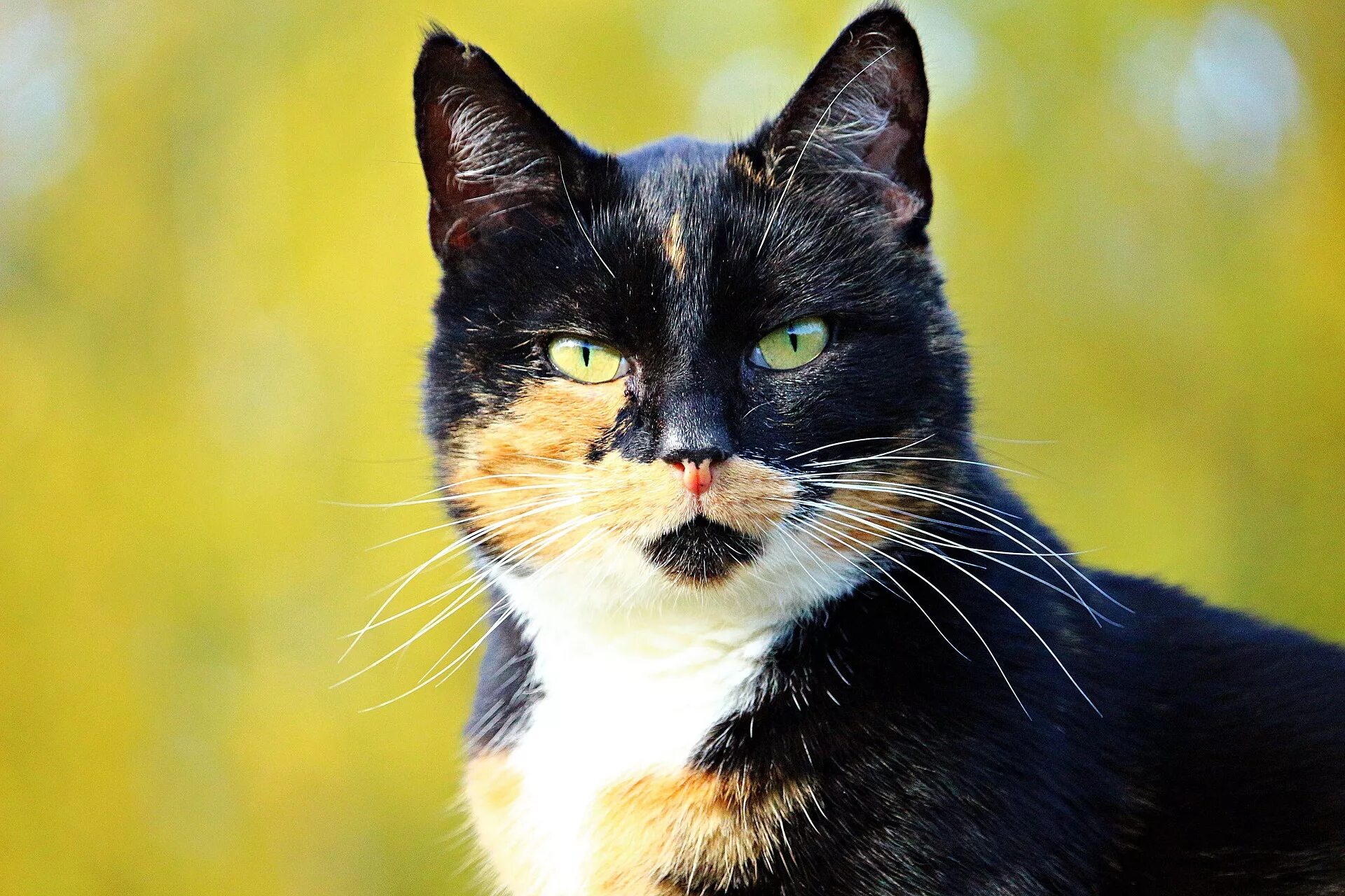 Кошка кошачий. Трёхшёрстная кошка черепаховая. Трехцветный. 3х цветная кошка. 3 Цветная кошка.
