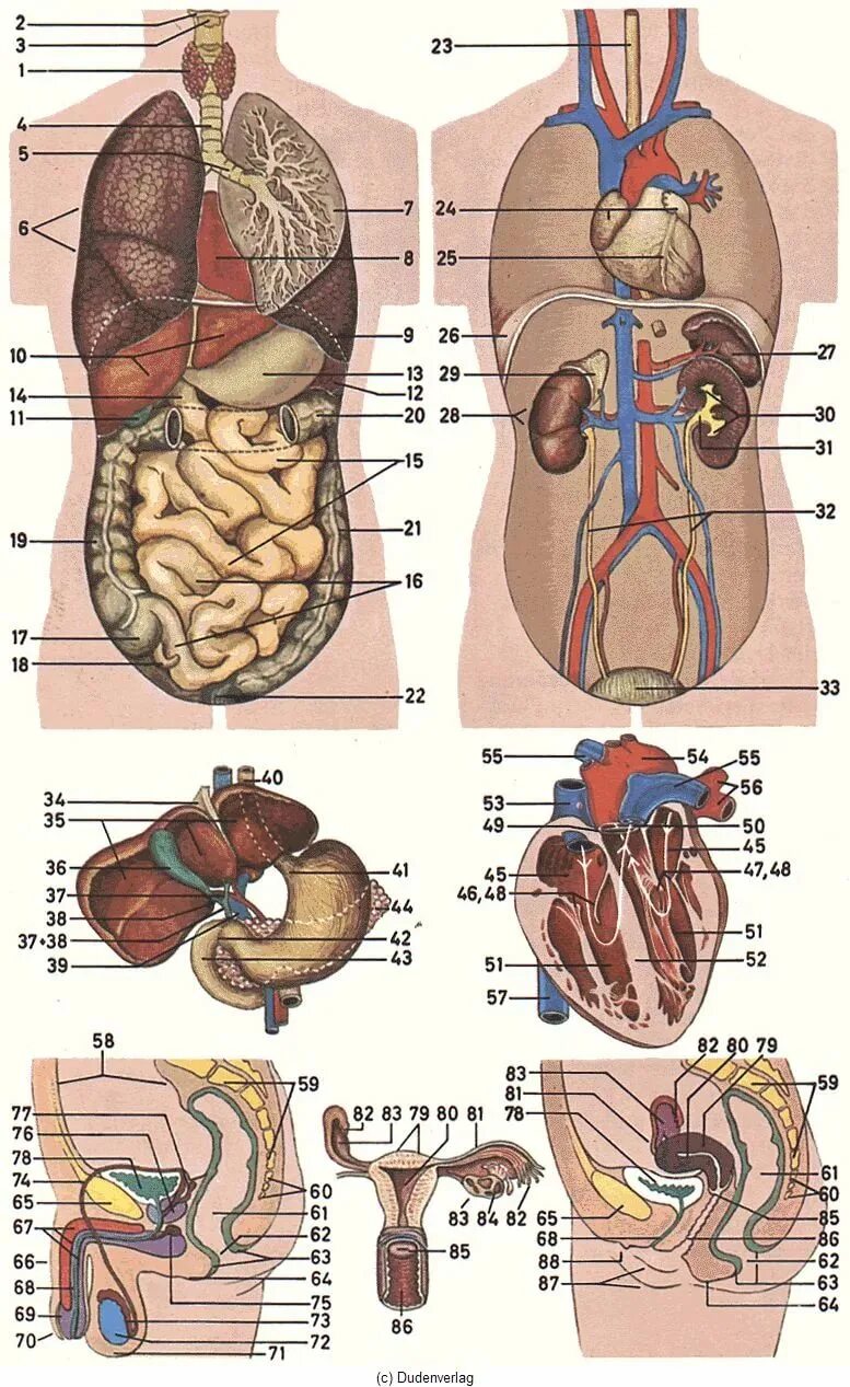 Форма органов человека. Строение тела человека внутренние органы. Строение внутренних органов сбоку. Внутренние органы человека схема расположения. Анатомия человека внутренние органы женщины расположение.