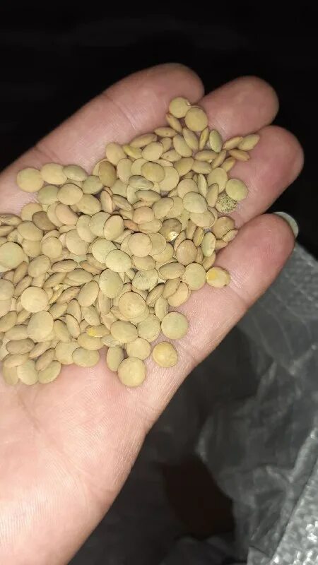 100 г нута нута. Нут и чечевица. Заречный нут. Чечевица нут фасоль маш. Фасоль, горох, нут, чечевица.