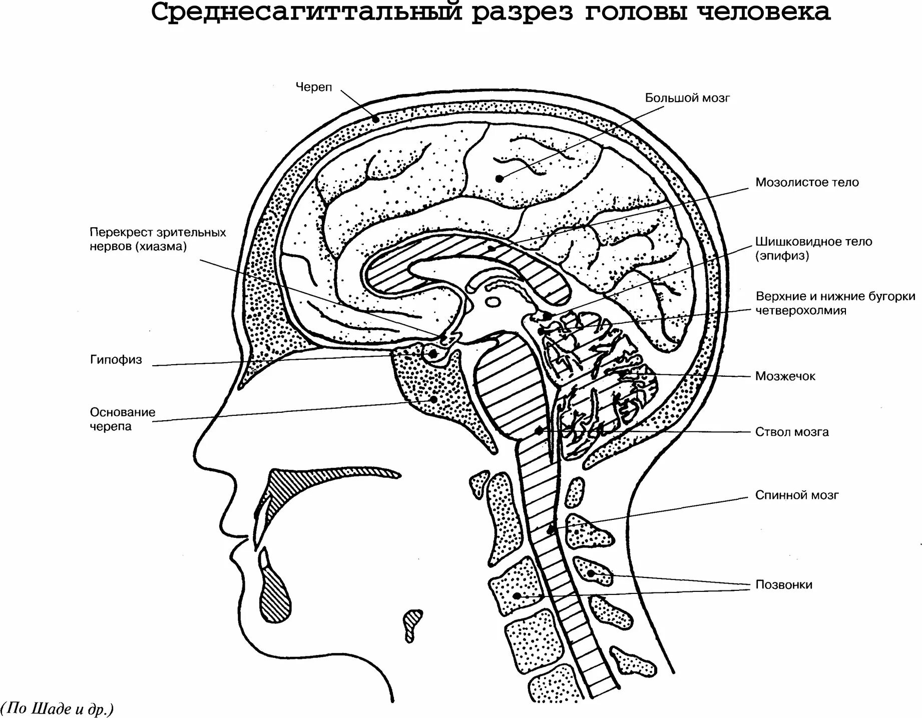 Среднесагиттальный разрез головы человека. Строение головы сбоку. Внутреннее строение головы человека схема. Сагиттальный разрез черепа. В полости черепа расположен