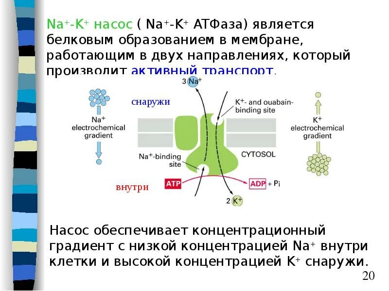 Биофизика сайт. Строение мембраны биофизика. Биофизика клеточных мембран. Динамика мембран биофизика. Липидная мембрана биофизика.