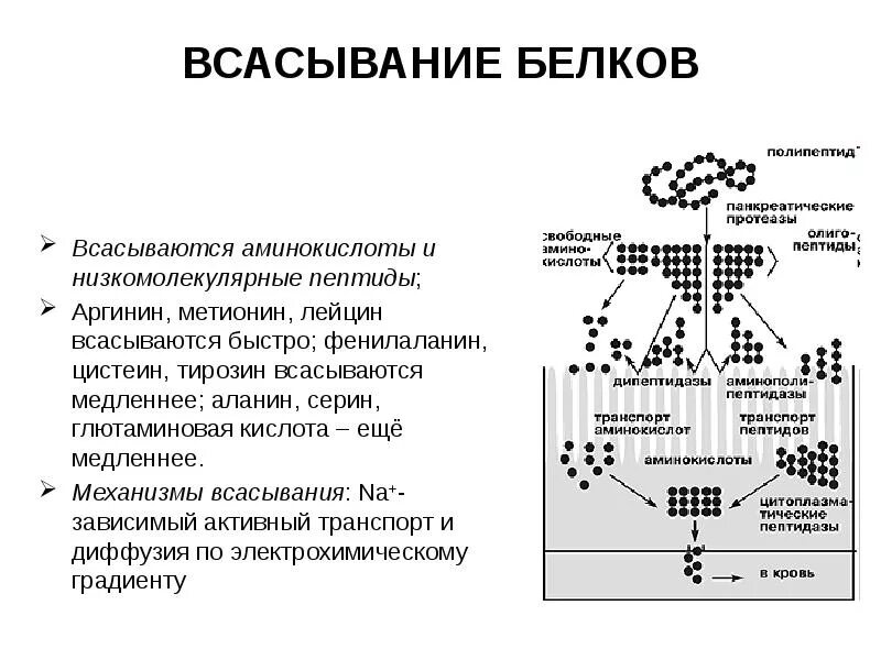 Транспорт белка происходит. Механизм всасывания аминокислот схема. Схема всасывания аминокислот. Механизмы всасывания продуктов гидролиза белков физиология. Всасывание белков, его механизм.