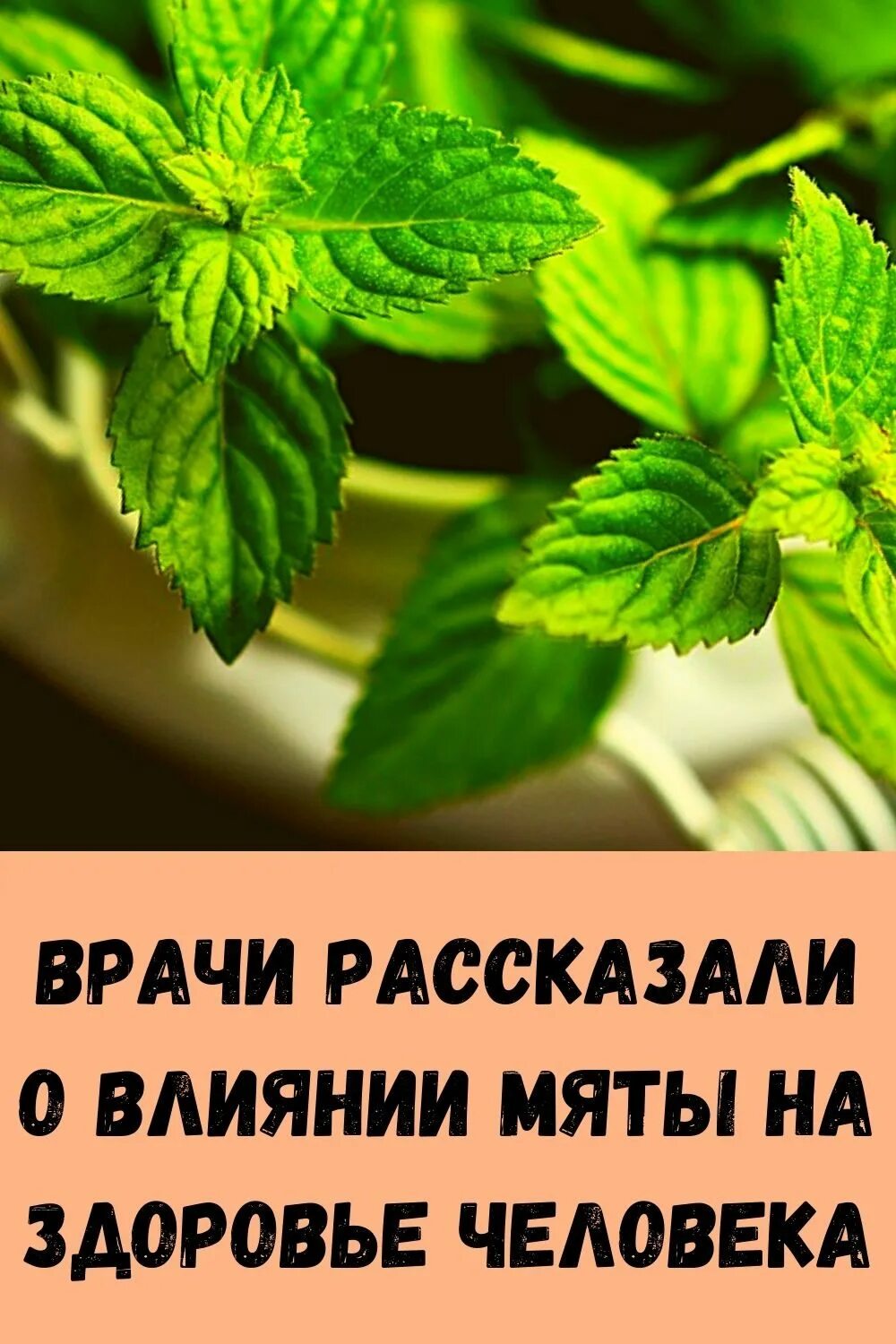 Мята перечная полезные. Влияние мяты на организм человека. Как мята влияет на человека. Мята. Мята для мужчин.