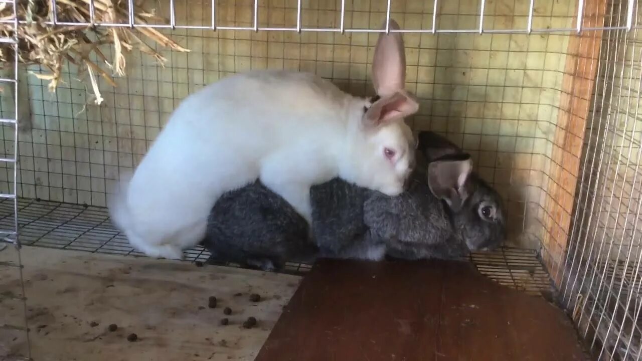 Спаривание кроликов.