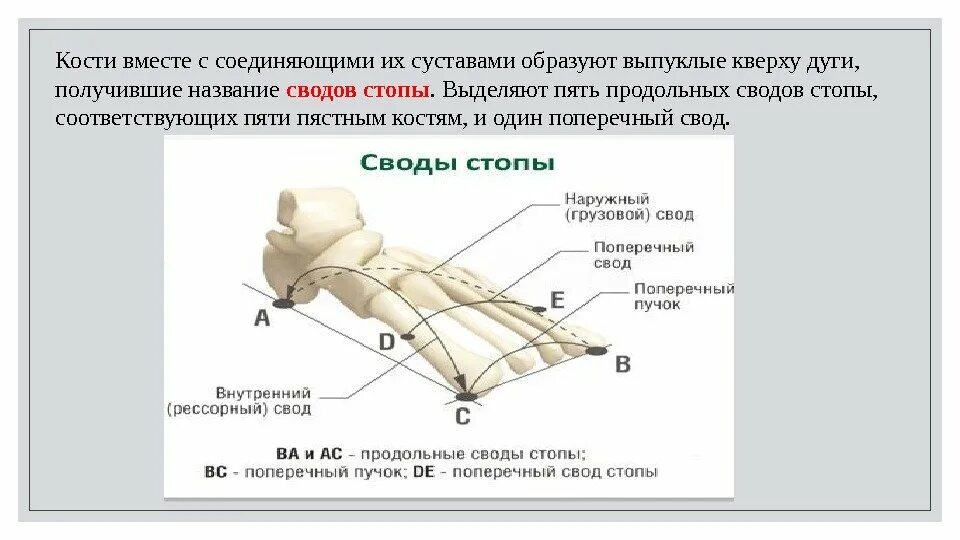 Поперечный свод стопы функция. Поперечный свод стопы кости. Кости образующие свод стопы. Продольный и поперечный свод стопы. Своды стих